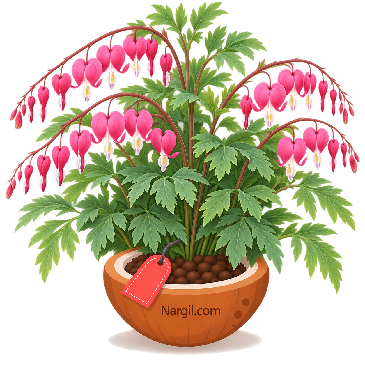 Nargil_Dicentra Spectabilis